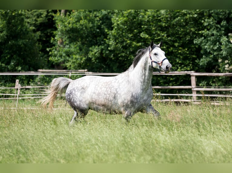 Plus de chevaux à sang chaud Croisé Hongre 8 Ans 166 cm Gris in Lübeck