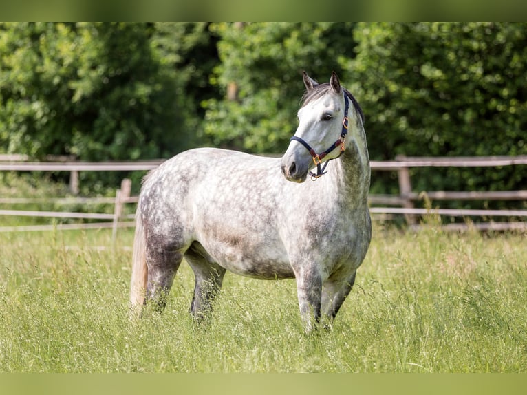 Plus de chevaux à sang chaud Croisé Hongre 8 Ans 166 cm Gris in Lübeck