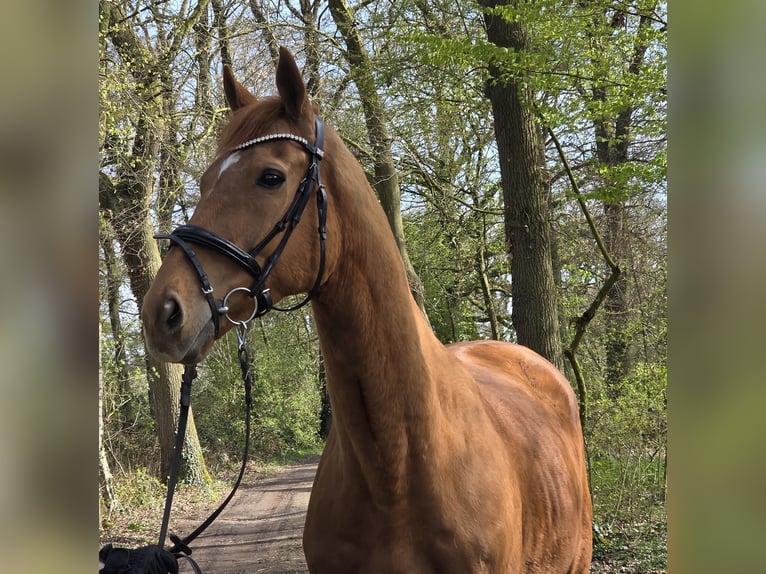Plus de chevaux à sang chaud Hongre 8 Ans 167 cm Alezan in Wachtendonk