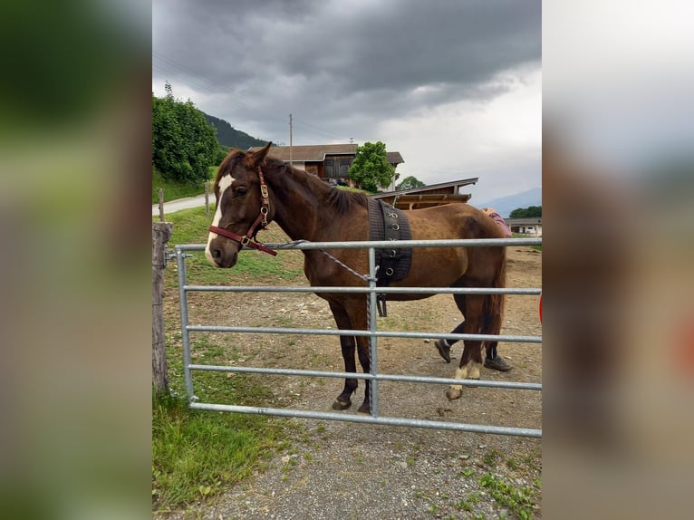 Plus de chevaux à sang chaud Hongre 8 Ans 167 cm  in Piesendorf