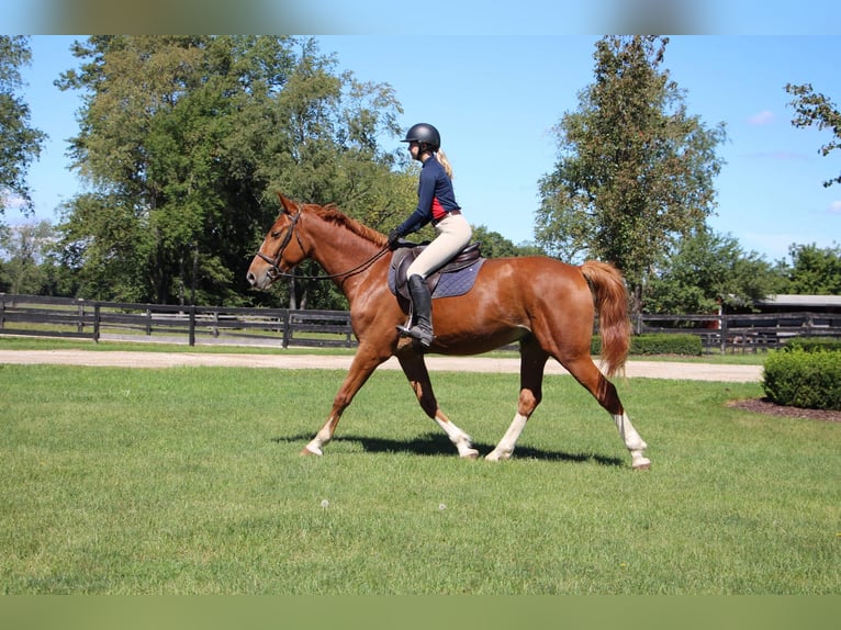 Plus de chevaux à sang chaud Hongre 8 Ans 168 cm Alezan brûlé in Highland MI