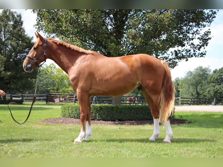 Plus de chevaux à sang chaud Hongre 8 Ans 168 cm Alezan brûlé in Highland MI