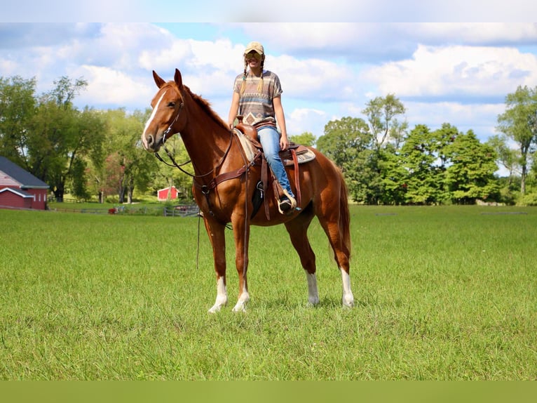 Plus de chevaux à sang chaud Hongre 8 Ans 168 cm Alezan brûlé in Highland MI