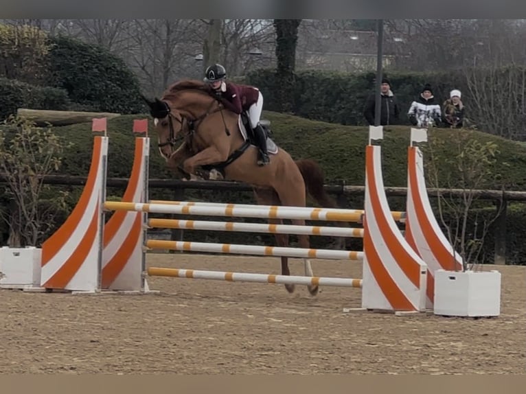Plus de chevaux à sang chaud Hongre 8 Ans 168 cm Alezan in Wipperfürth