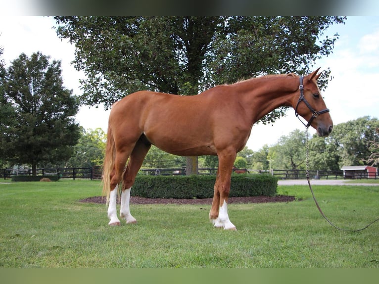 Plus de chevaux à sang chaud Hongre 8 Ans 168 cm Alezan cuivré in Highland MI