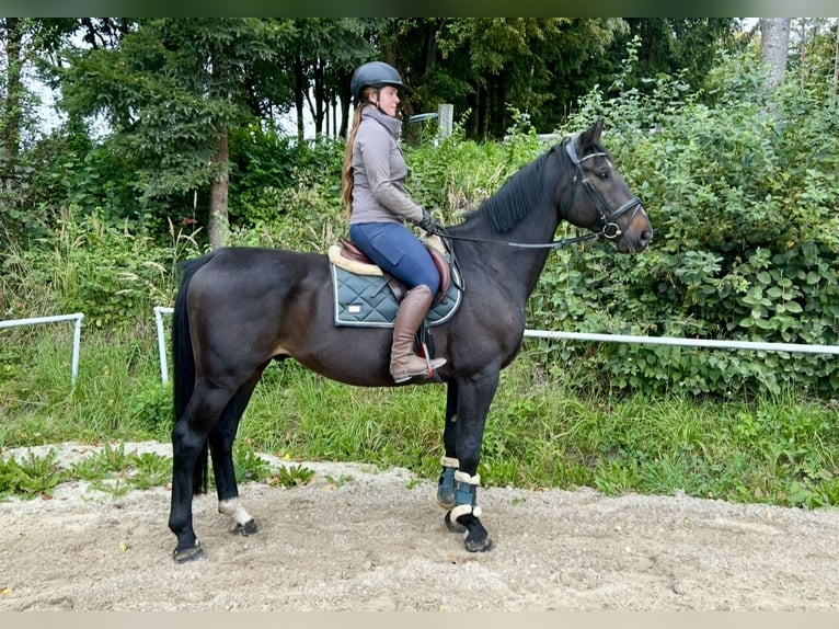 Plus de chevaux à sang chaud Hongre 8 Ans 169 cm Noir in Pelmberg