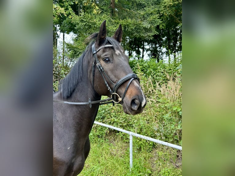 Plus de chevaux à sang chaud Hongre 8 Ans 169 cm Noir in Pelmberg