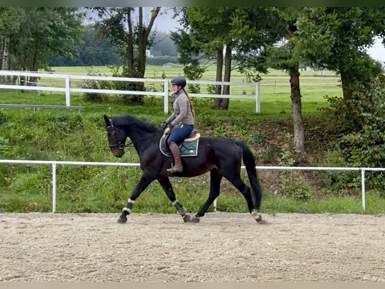 Plus de chevaux à sang chaud Hongre 8 Ans 169 cm Noir in Pelmberg