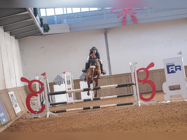 Plus de chevaux à sang chaud Hongre 8 Ans 172 cm Alezan in CANTABRIA