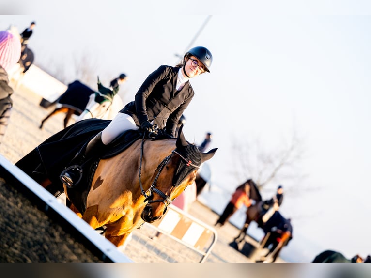 Plus de chevaux à sang chaud Hongre 8 Ans 172 cm Bai in Kraków