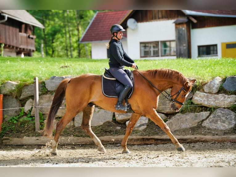 Plus de chevaux à sang chaud Hongre 8 Ans 172 cm in Puch