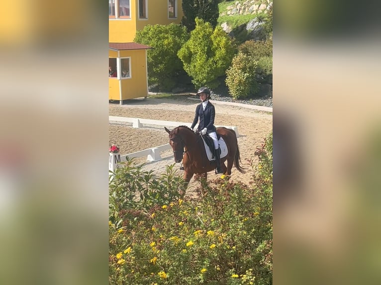 Plus de chevaux à sang chaud Hongre 8 Ans Alezan in Stainz