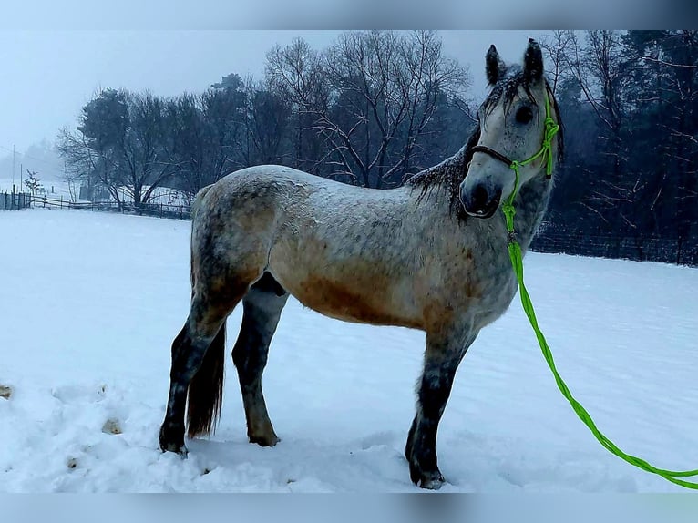Plus de chevaux à sang chaud Croisé Hongre 9 Ans 155 cm Gris pommelé in Euskirchen