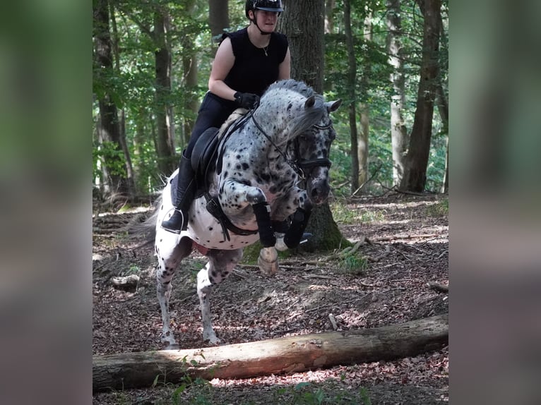 Plus de chevaux à sang chaud Hongre 9 Ans 156 cm Léopard in Nettersheim