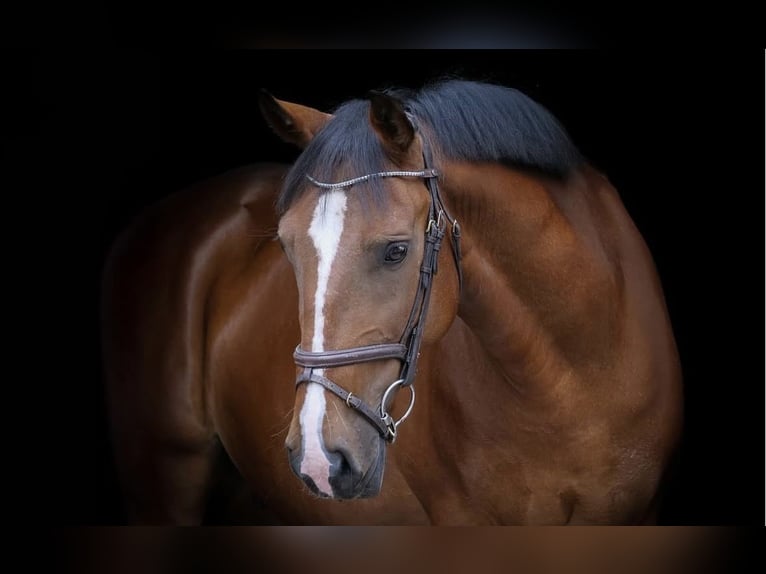Plus de chevaux à sang chaud Hongre 9 Ans 157 cm Bai in Ankum