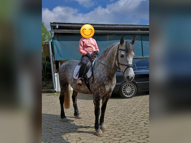 Plus de chevaux à sang chaud Croisé Hongre 9 Ans 157 cm Gris pommelé in Bramstedt