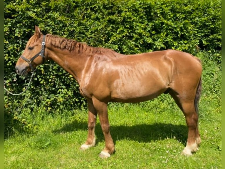 Plus de chevaux à sang chaud Hongre 9 Ans 160 cm Alezan in Elze Esbeck