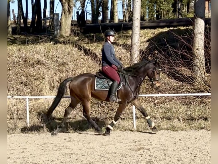 Plus de chevaux à sang chaud Hongre 9 Ans 160 cm Bai in Pelmberg