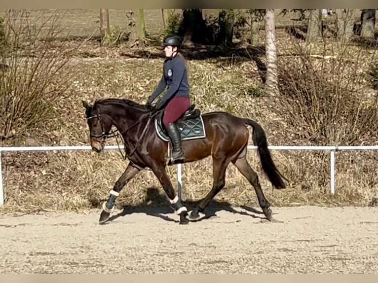 Plus de chevaux à sang chaud Hongre 9 Ans 160 cm Bai in Pelmberg