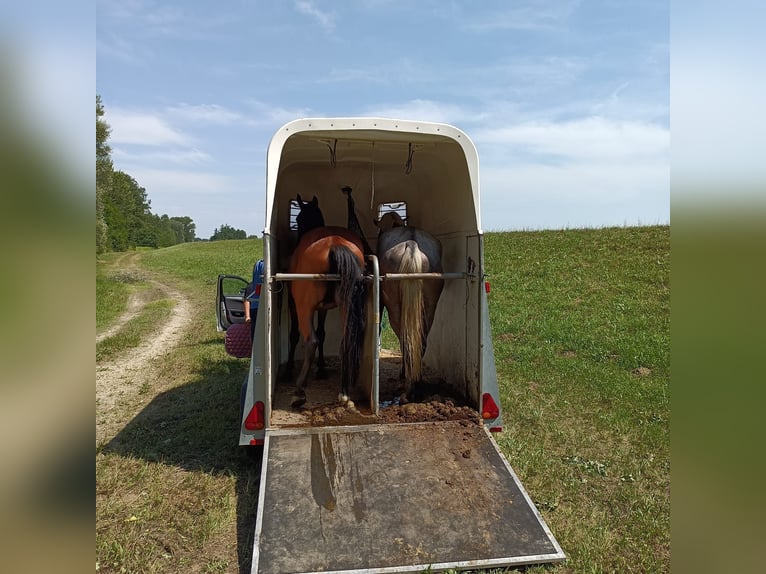 Plus de chevaux à sang chaud Hongre 9 Ans 160 cm Bai clair in Mala Subotica