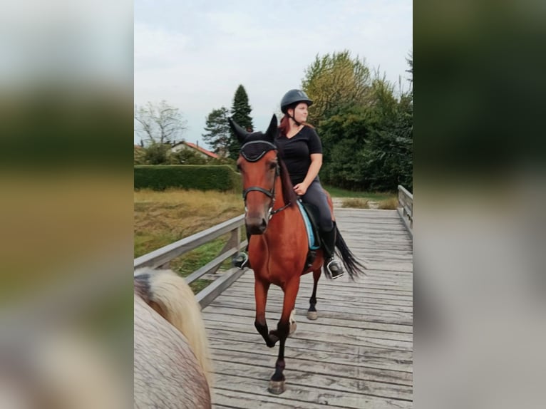 Plus de chevaux à sang chaud Hongre 9 Ans 160 cm Bai clair in Mala Subotica