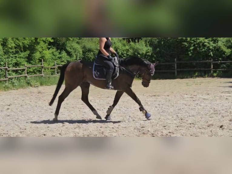 Plus de chevaux à sang chaud Hongre 9 Ans 163 cm Bai brun foncé in Wachtendonk