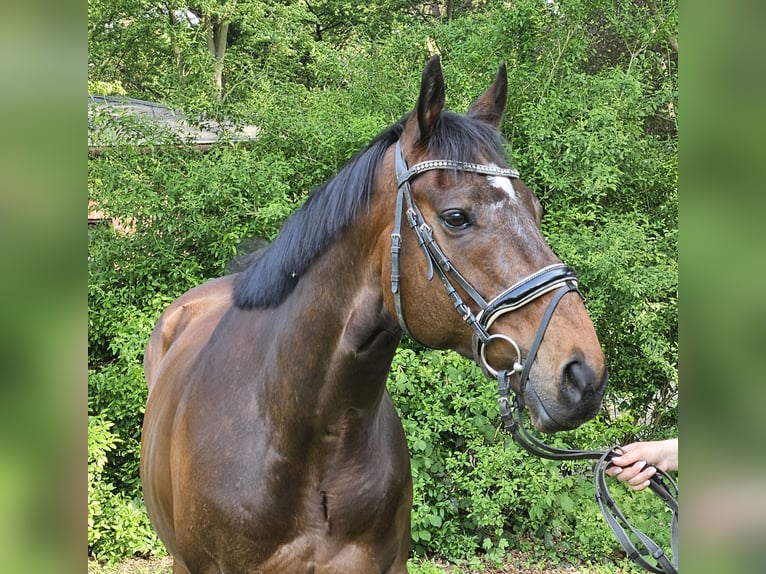 Plus de chevaux à sang chaud Hongre 9 Ans 163 cm Bai brun foncé in Wachtendonk