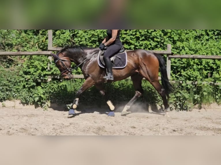 Plus de chevaux à sang chaud Hongre 9 Ans 163 cm Bai brun foncé in Wachtendonk