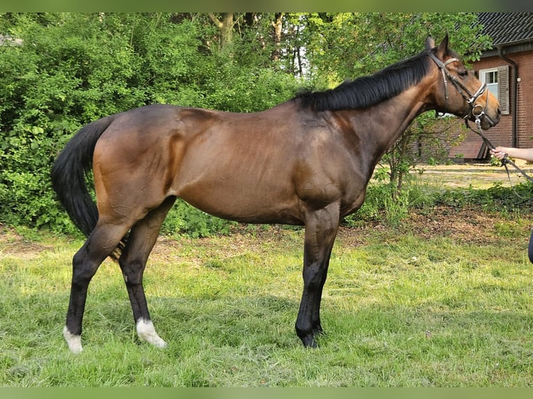 Plus de chevaux à sang chaud Hongre 9 Ans 163 cm Bai brun foncé in Wachtendonk