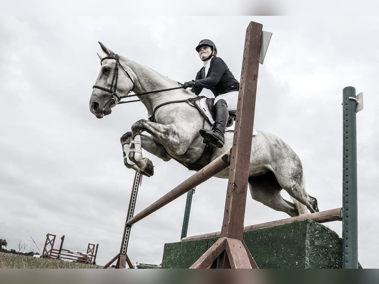Plus de chevaux à sang chaud Hongre 9 Ans 163 cm Gris pommelé in Huje, Schleswig-Holstein