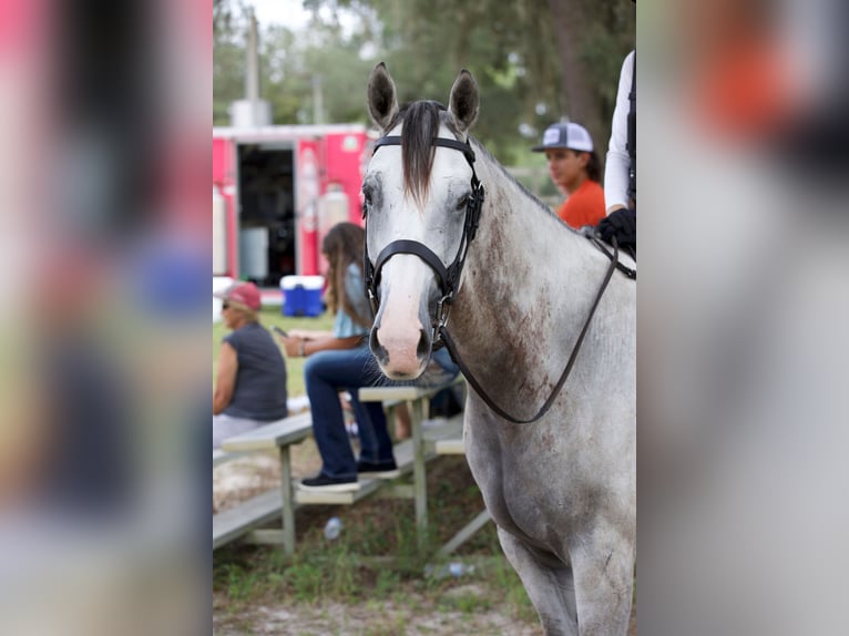 Plus de chevaux à sang chaud Hongre 9 Ans 163 cm Gris pommelé in Brooksville Flordia