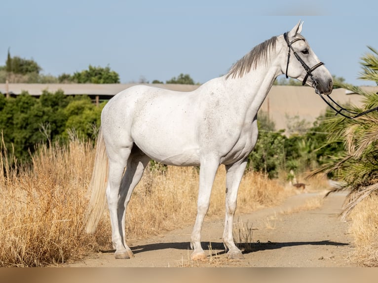 Plus de chevaux à sang chaud Hongre 9 Ans 164 cm Gris in Athens