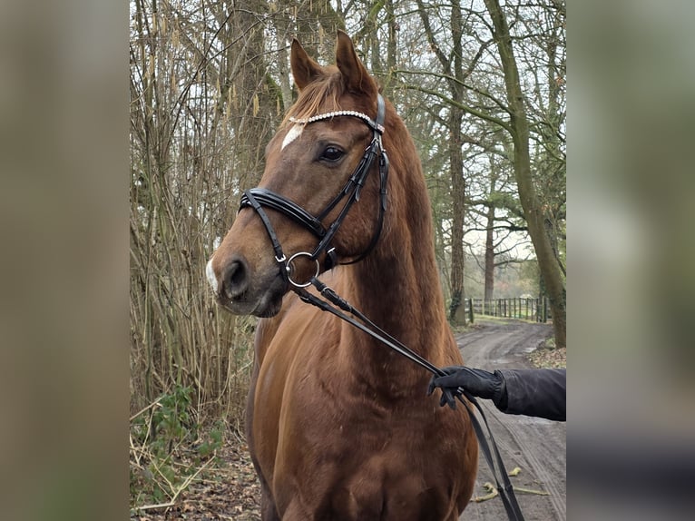 Plus de chevaux à sang chaud Hongre 9 Ans 165 cm Alezan brûlé in Wachtendonk
