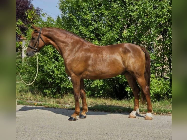 Plus de chevaux à sang chaud Hongre 9 Ans 165 cm Alezan in Csabaszabadi