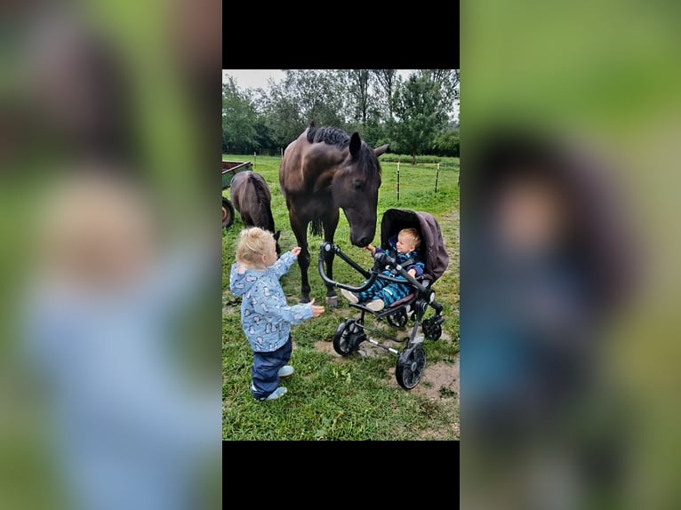 Plus de chevaux à sang chaud Hongre 9 Ans 165 cm Noir in Steindorf