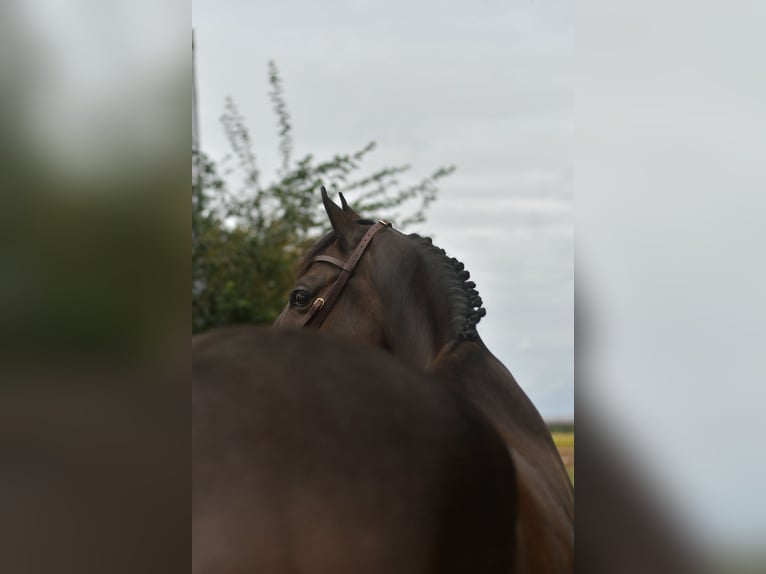 Plus de chevaux à sang chaud Hongre 9 Ans 167 cm Bai brun in Geilenkirchen