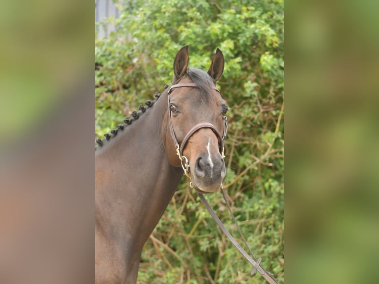 Plus de chevaux à sang chaud Hongre 9 Ans 167 cm Bai brun in Geilenkirchen