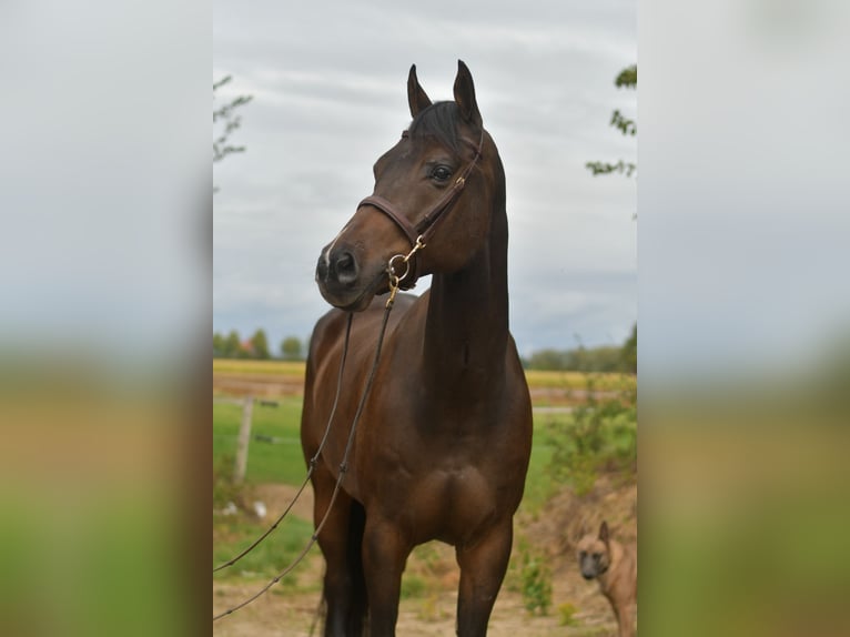 Plus de chevaux à sang chaud Hongre 9 Ans 167 cm Bai brun in Geilenkirchen