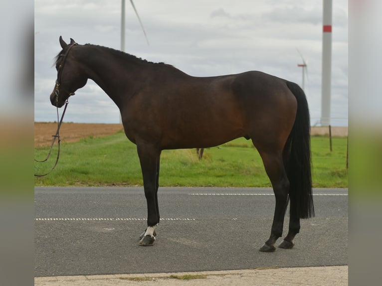 Plus de chevaux à sang chaud Hongre 9 Ans 167 cm Bai brun in Geilenkirchen