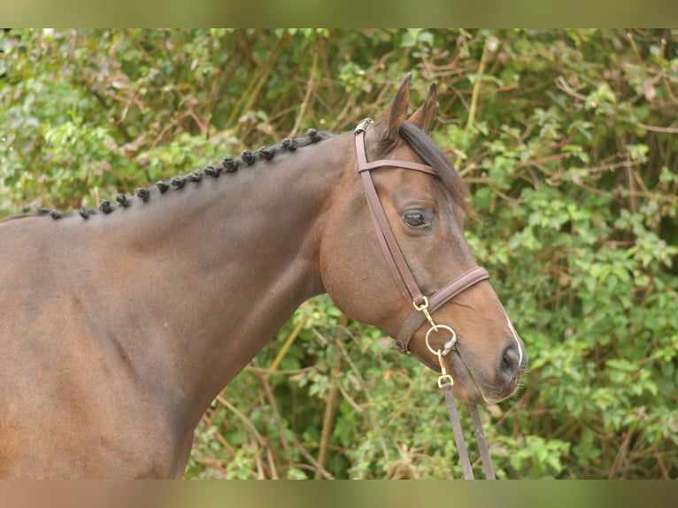 Plus de chevaux à sang chaud Hongre 9 Ans 167 cm Bai brun in Geilenkirchen