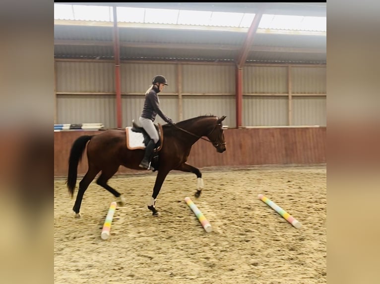 Plus de chevaux à sang chaud Hongre 9 Ans 170 cm Bai in Strøby