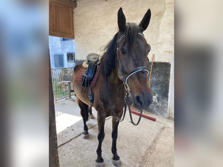 Plus de chevaux à sang chaud Hongre 9 Ans 172 cm Bai brun in Schonungen