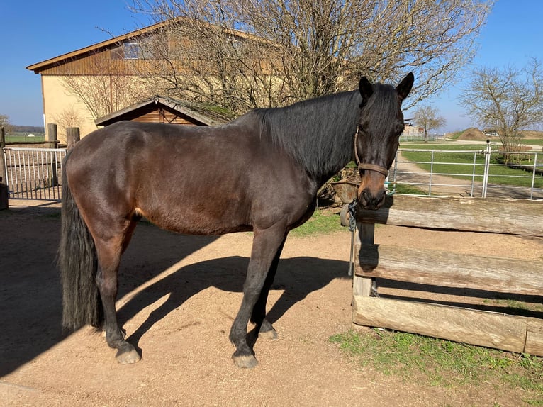 Plus de chevaux à sang chaud Hongre 9 Ans 172 cm Bai brun in Schonungen