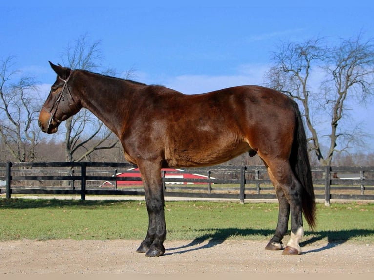 Plus de chevaux à sang chaud Hongre 9 Ans 173 cm Bai cerise in Highland MI