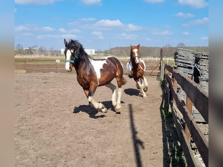 Plus de chevaux à sang chaud Croisé Hongre Poulain (04/2025) 155 cm Gris in Wolfsburg