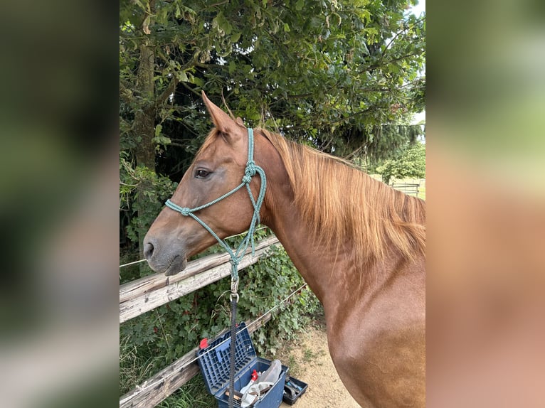 Plus de chevaux à sang chaud Jument 10 Ans 157 cm Alezan in Erftstadt