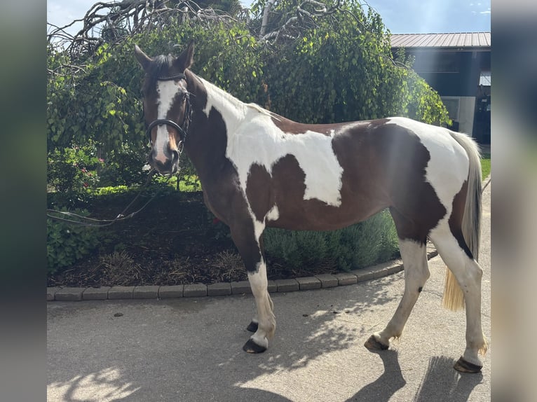 Plus de chevaux à sang chaud Jument 10 Ans 158 cm Pinto in Iggingen