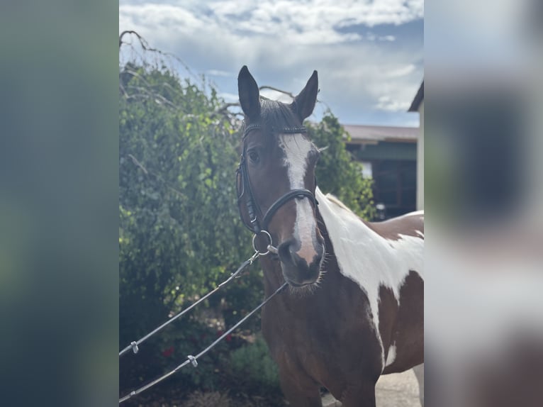 Plus de chevaux à sang chaud Jument 10 Ans 158 cm Pinto in Iggingen