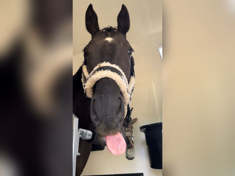 Plus de chevaux à sang chaud Croisé Jument 10 Ans 160 cm Noir in Krefeld