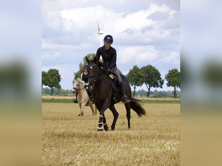 Plus de chevaux à sang chaud Croisé Jument 10 Ans 160 cm Noir in Krefeld